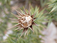 Macledium relhanioides