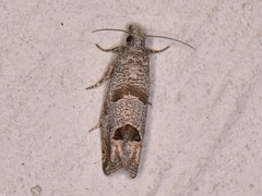 Pelochrista consobrinana