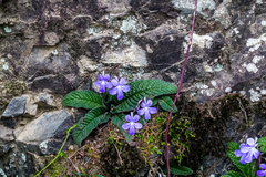 Streptocarpus johannis