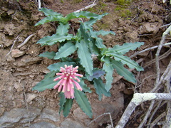 Veltheimia capensis