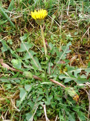 Taraxacum nordstedtii