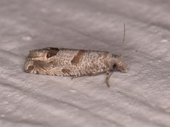 Pelochrista consobrinana