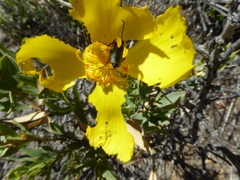 Lytta crotchii