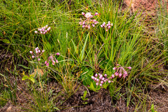 Xysmalobium