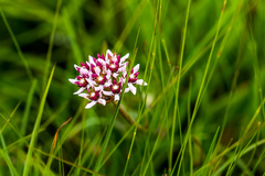 Xysmalobium
