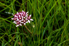 Xysmalobium