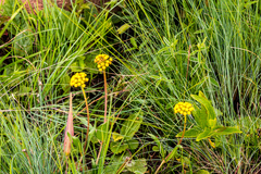 Xysmalobium tysonianum