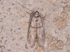 Myelopsis alatella
