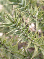 Macledium relhanioides