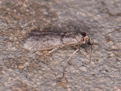 Myelopsis alatella