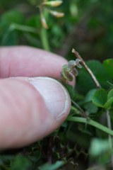 Medicago orbicularis