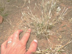 Enneapogon desvauxii