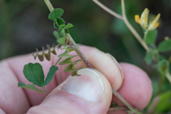 Medicago orbicularis