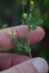 Medicago orbicularis
