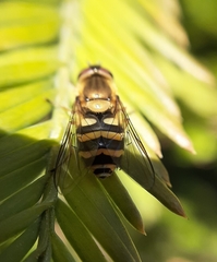 Syrphus