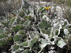 Arctotis verbascifolia