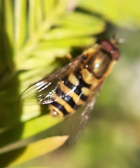 Syrphus
