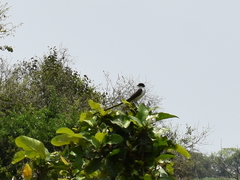 Tyrannus savana