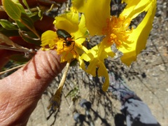 Lytta crotchii