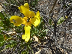 Lytta crotchii