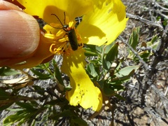 Lytta crotchii