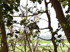 Fluvicola pica