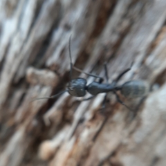 Camponotus vagus