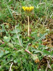 Taraxacum nordstedtii