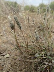 Enneapogon desvauxii