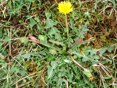 Taraxacum nordstedtii