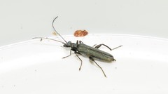 Oedemera crassipes