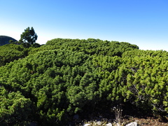 Pinus culminicola