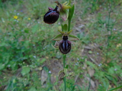 Ophrys mammosa