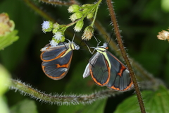Ithomia agnosia zikani