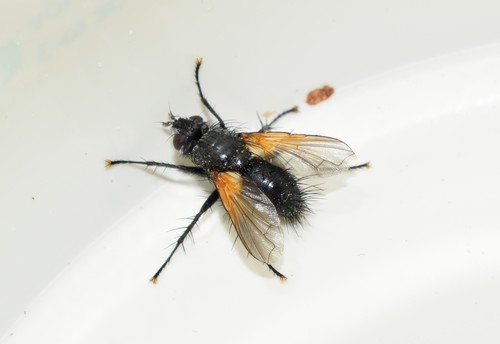 Zophomyia temula, photo 4 of 10