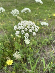 Bifora