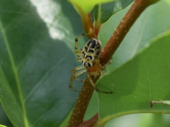 Alpaida veniliae