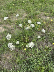 Bifora