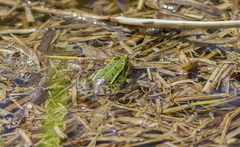 Pelophylax lessonae