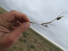 Enneapogon desvauxii