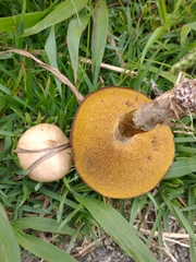 Basidiomycota