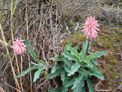 Veltheimia capensis