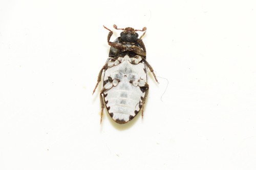 Fringed Larder Beetle