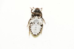 Dermestes frischii