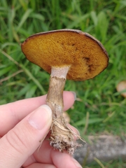 Basidiomycota