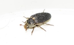 Dermestes frischii
