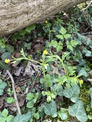 Ranunculus micranthus