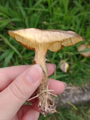 Basidiomycota