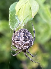 Araneus granadensis