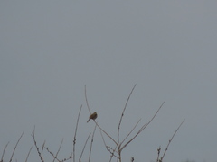 Emberiza citrinella